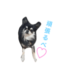 愛犬オズワルド（個別スタンプ：15）