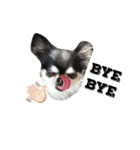 愛犬オズワルド（個別スタンプ：16）