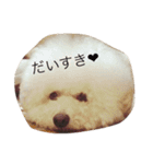 わんちゃん トイプードル（個別スタンプ：12）