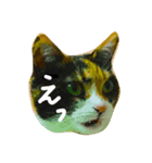 もなかのガンとばし（個別スタンプ：3）
