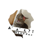 猫のりお（個別スタンプ：2）