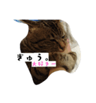 猫のりお（個別スタンプ：3）