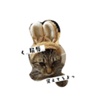 猫のりお（個別スタンプ：5）