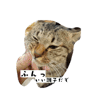 猫のりお（個別スタンプ：6）