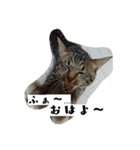 猫のりお（個別スタンプ：7）