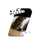 猫のりお（個別スタンプ：10）