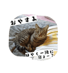 猫のりお（個別スタンプ：12）