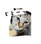 猫のりお（個別スタンプ：13）