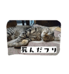 猫のりお（個別スタンプ：14）
