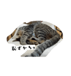 猫のりお（個別スタンプ：15）