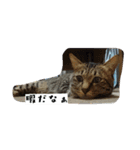 猫のりお（個別スタンプ：19）
