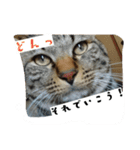 猫のりお（個別スタンプ：21）