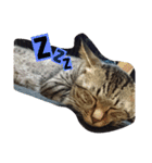 猫のりお（個別スタンプ：27）