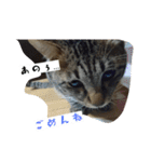 猫のりお（個別スタンプ：30）
