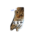 猫のりお（個別スタンプ：35）