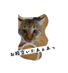 猫のりお（個別スタンプ：39）