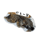 猫のりお（個別スタンプ：40）