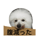 マイエンジェルびきゅ2（個別スタンプ：4）