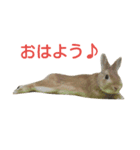 うさぎの大豆くんスタンプ(そい1)（個別スタンプ：1）