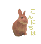 うさぎの大豆くんスタンプ(そい1)（個別スタンプ：2）