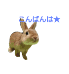 うさぎの大豆くんスタンプ(そい1)（個別スタンプ：3）