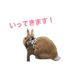 うさぎの大豆くんスタンプ(そい1)（個別スタンプ：4）