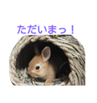 うさぎの大豆くんスタンプ(そい1)（個別スタンプ：6）