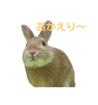 うさぎの大豆くんスタンプ(そい1)（個別スタンプ：7）