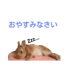うさぎの大豆くんスタンプ(そい1)（個別スタンプ：8）