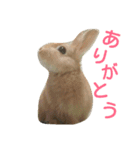 うさぎの大豆くんスタンプ(そい1)（個別スタンプ：9）