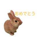 うさぎの大豆くんスタンプ(そい1)（個別スタンプ：10）
