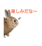 うさぎの大豆くんスタンプ(そい1)（個別スタンプ：11）