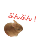 うさぎの大豆くんスタンプ(そい1)（個別スタンプ：13）
