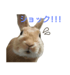 うさぎの大豆くんスタンプ(そい1)（個別スタンプ：16）