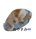 きなこあめ2（個別スタンプ：1）