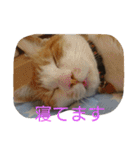 きなこあめ2（個別スタンプ：3）