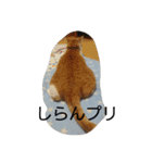 きなこあめ2（個別スタンプ：4）