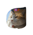 きなこあめ2（個別スタンプ：5）