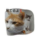 きなこあめ2（個別スタンプ：6）