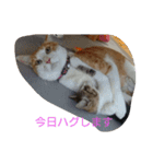 きなこあめ2（個別スタンプ：7）