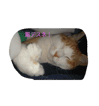 きなこあめ2（個別スタンプ：8）