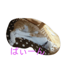 きなこあめ2（個別スタンプ：11）