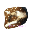 きなこあめ2（個別スタンプ：16）