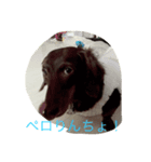 ある日のミニチュアダックス（個別スタンプ：1）