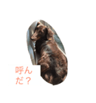 ある日のミニチュアダックス（個別スタンプ：3）
