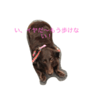 ある日のミニチュアダックス（個別スタンプ：5）