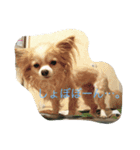 チワワのレオンと蘭丸（個別スタンプ：4）