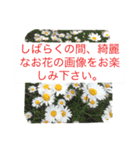 チワワのレオンと蘭丸（個別スタンプ：8）