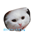 ねこはうす（個別スタンプ：1）