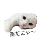 ねこはうす（個別スタンプ：2）